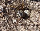 Griechische Landschildkröte, Testudo hermanni boettgeri, – © Hans-Jürgen Bidmon