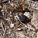 Griechische Landschildkröte, Testudo hermanni boettgeri, – © Hans-Jürgen Bidmon