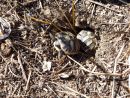 Griechische Landschildkröte, Testudo hermanni boettgeri, – © Hans-Jürgen Bidmon Griechische Landschildkröte, Testudo hermanni boettgeri, – © Hans-Jürgen Bidmon