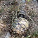 Griechische Landschildkröte, Testudo hermanni boettgeri, – © Hans-Jürgen Bidmon