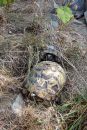 Griechische Landschildkröte, Testudo hermanni boettgeri, – © Hans-Jürgen Bidmon Griechische Landschildkröte, Testudo hermanni boettgeri, – © Hans-Jürgen Bidmon