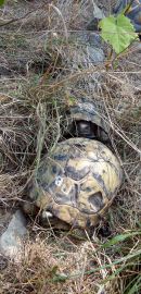 Griechische Landschildkröte, Testudo hermanni boettgeri, – © Hans-Jürgen Bidmon Griechische Landschildkröte, Testudo hermanni boettgeri, – © Hans-Jürgen Bidmon