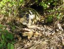 Griechische Landschildkröte, Testudo hermanni boettgeri, – © Hans-Jürgen Bidmon