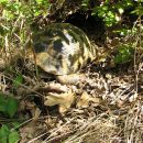 Griechische Landschildkröte, Testudo hermanni boettgeri, – © Hans-Jürgen Bidmon