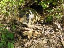 Griechische Landschildkröte, Testudo hermanni boettgeri, – © Hans-Jürgen Bidmon Griechische Landschildkröte, Testudo hermanni boettgeri, – © Hans-Jürgen Bidmon