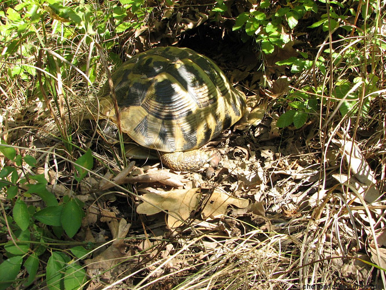 Griechische Landschildkröte, Testudo hermanni boettgeri, gut getarnt im Schatten – © Hans-Jürgen Bidmon