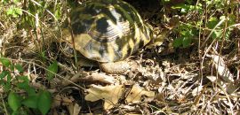 Griechische Landschildkröte, Testudo hermanni boettgeri, – © Hans-Jürgen Bidmon Griechische Landschildkröte, Testudo hermanni boettgeri, – © Hans-Jürgen Bidmon