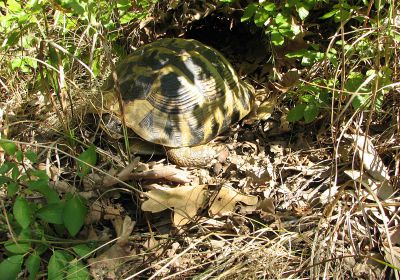 Griechische Landschildkröte, Testudo hermanni boettgeri, – © Hans-Jürgen Bidmon