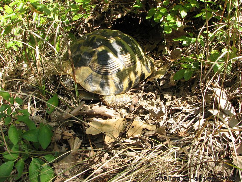 Griechische Landschildkröte, Testudo hermanni boettgeri, – © Hans-Jürgen Bidmon Griechische Landschildkröte, Testudo hermanni boettgeri, – © Hans-Jürgen Bidmon