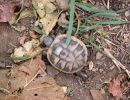 Griechische Landschildkröte, Testudo hermanni boettgeri, – © Hans-Jürgen Bidmon