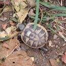 Griechische Landschildkröte, Testudo hermanni boettgeri, – © Hans-Jürgen Bidmon