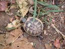 Griechische Landschildkröte, Testudo hermanni boettgeri, – © Hans-Jürgen Bidmon Griechische Landschildkröte, Testudo hermanni boettgeri, – © Hans-Jürgen Bidmon