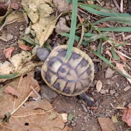Griechische Landschildkröte, Testudo hermanni boettgeri, – © Hans-Jürgen Bidmon Griechische Landschildkröte, Testudo hermanni boettgeri, – © Hans-Jürgen Bidmon