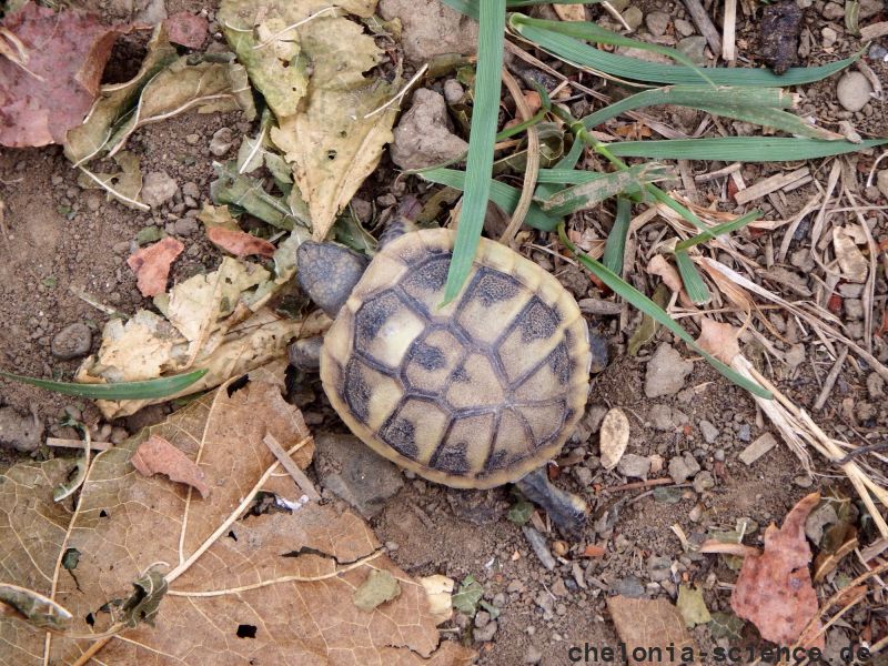 Griechische Landschildkröte, Testudo hermanni boettgeri, – © Hans-Jürgen Bidmon Griechische Landschildkröte, Testudo hermanni boettgeri, – © Hans-Jürgen Bidmon