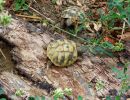 Griechische Landschildkröte, Testudo hermanni boettgeri, – © Hans-Jürgen Bidmon