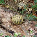 Griechische Landschildkröte, Testudo hermanni boettgeri, – © Hans-Jürgen Bidmon