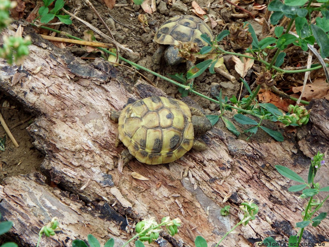 Griechische Landschildkröte, Testudo hermanni boettgeri, Jungtiere – © Hans-Jürgen Bidmon