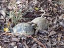Griechische Landschildkröte, Testudo hermanni boettgeri, – © Hans-Jürgen Bidmon Griechische Landschildkröte, Testudo hermanni boettgeri, – © Hans-Jürgen Bidmon