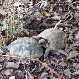 Griechische Landschildkröte, Testudo hermanni boettgeri, – © Hans-Jürgen Bidmon