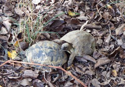 Griechische Landschildkröte, Testudo hermanni boettgeri, – © Hans-Jürgen Bidmon