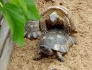 Breitrandschildkröte, Testudo marginata, – © Hans-Jürgen Bidmon