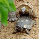 Breitrandschildkröte, Testudo marginata, – © Hans-Jürgen Bidmon