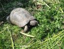 Breitrandschildkröte, Testudo marginata, – © Hans-Jürgen Bidmon