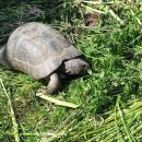 Breitrandschildkröte, Testudo marginata, – © Hans-Jürgen Bidmon