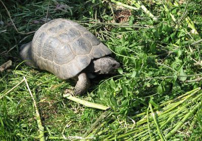 Breitrandschildkröte, Testudo marginata, – © Hans-Jürgen Bidmon