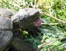 Breitrandschildkröte, Testudo marginata, – © Hans-Jürgen Bidmon