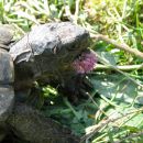 Breitrandschildkröte, Testudo marginata, – © Hans-Jürgen Bidmon