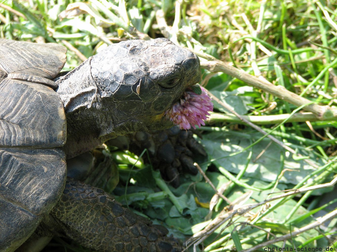 Breitrandschildkröte, Testudo marginata, frisst Klee-Blüte – © Hans-Jürgen Bidmon