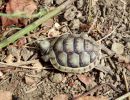 Breitrandschildkröte, Testudo marginata, – © Hans-Jürgen Bidmon