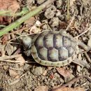 Breitrandschildkröte, Testudo marginata, – © Hans-Jürgen Bidmon