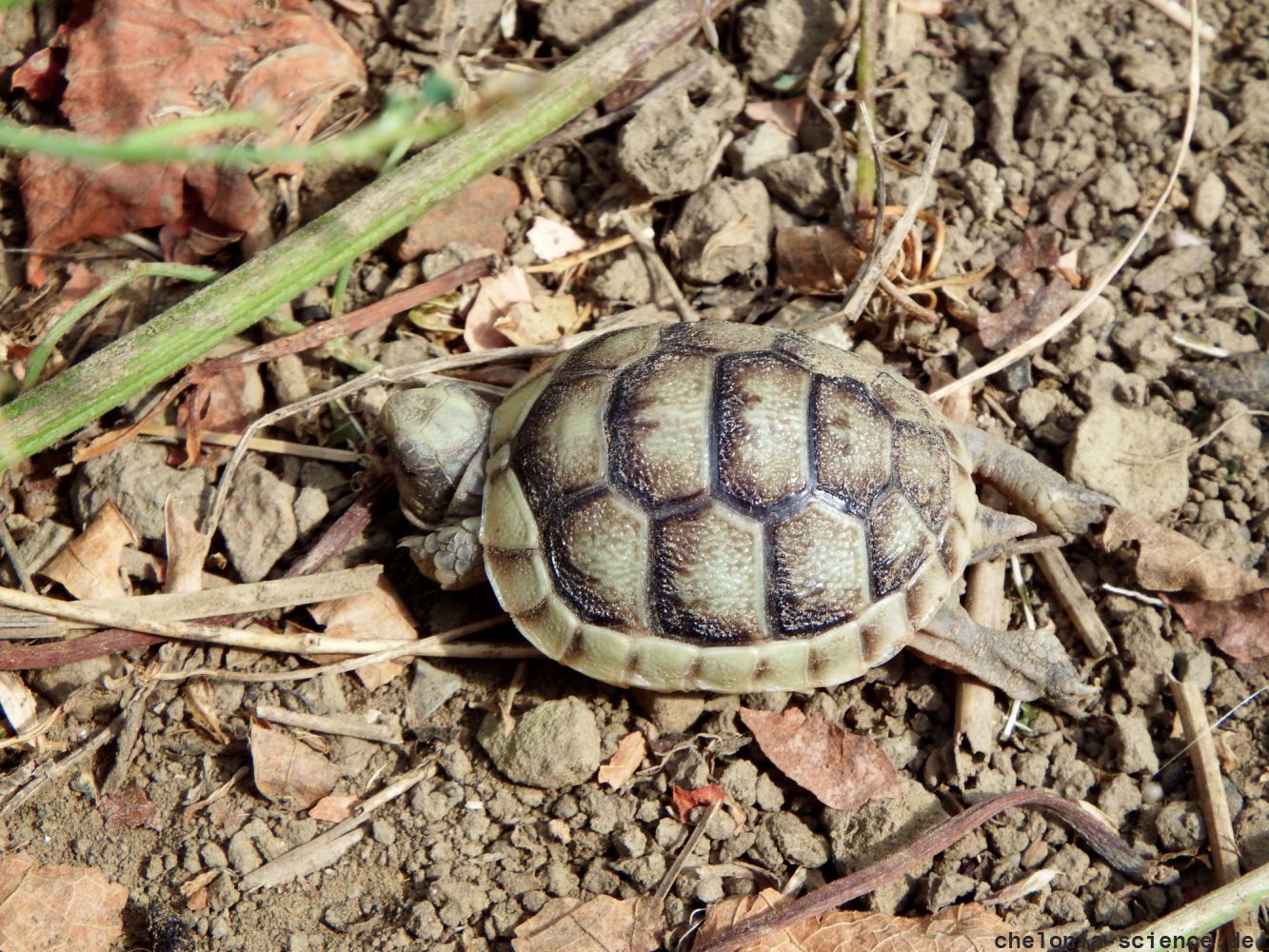 Breitrandschildkröte, Testudo marginata, ein Jungtier – © Hans-Jürgen Bidmon