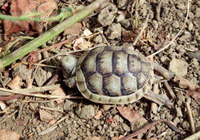 Breitrandschildkröte, Testudo marginata, – © Hans-Jürgen Bidmon