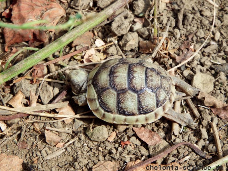 Breitrandschildkröte, Testudo marginata, – © Hans-Jürgen Bidmon Breitrandschildkröte, Testudo marginata, – © Hans-Jürgen Bidmon