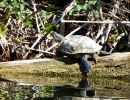 Rotwangen-Schmuckschildkröte, Trachemys scripta elegans, – © Hans-Jürgen Bidmon