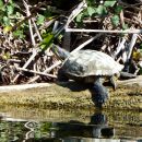 Rotwangen-Schmuckschildkröte, Trachemys scripta elegans, – © Hans-Jürgen Bidmon