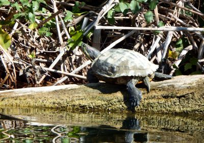 Rotwangen-Schmuckschildkröte, Trachemys scripta elegans, – © Hans-Jürgen Bidmon