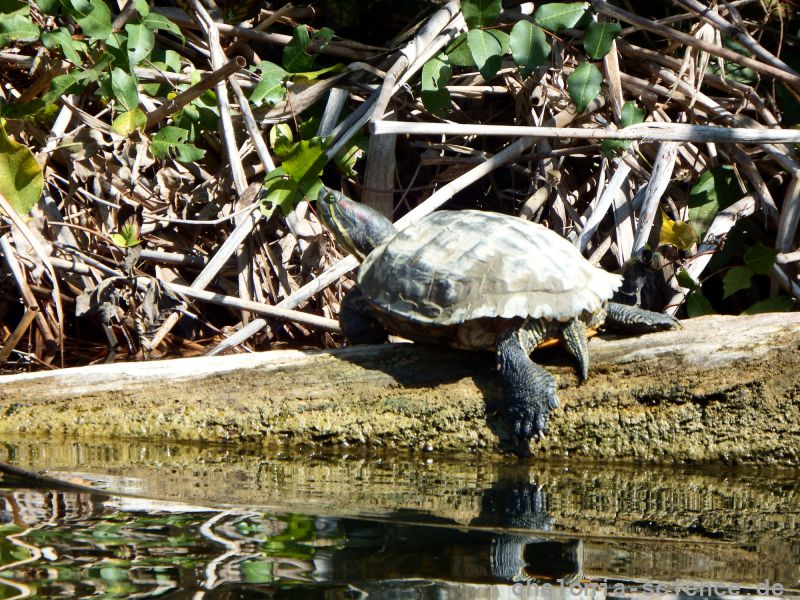 Rotwangen-Schmuckschildkröte, Trachemys scripta elegans, sitzt sonnend am Ufer – © Hans-Jürgen Bidmon