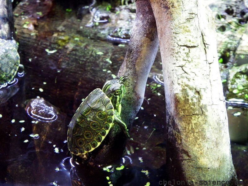 Mittelamerikanische Schmuckschildkröte, Trachemys venusta, – © Hans-Jürgen Bidmon Mittelamerikanische Schmuckschildkröte, Trachemys venusta, – © Hans-Jürgen Bidmon