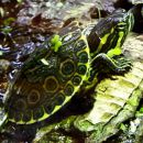 Mittelamerikanische Schmuckschildkröte, Trachemys venusta, – © Hans-Jürgen Bidmon