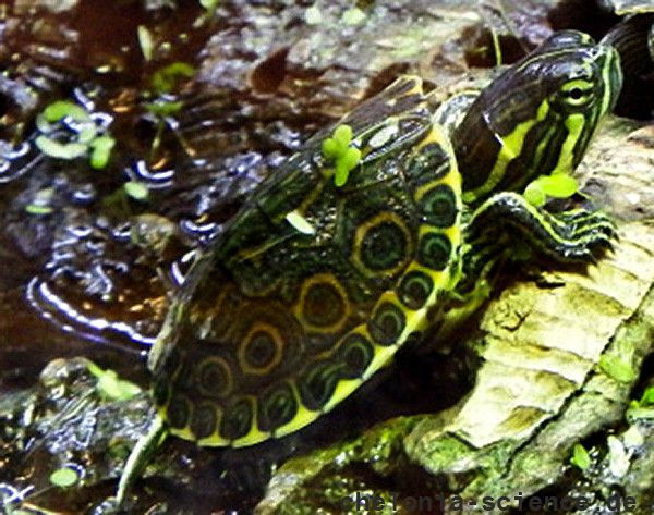 Mittelamerikanische Schmuckschildkröte, Trachemys venusta, – © Hans-Jürgen Bidmon Mittelamerikanische Schmuckschildkröte, Trachemys venusta, – © Hans-Jürgen Bidmon