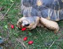 Strahlenschildkröte, Astrochelys radiata, ein adultes Tier frisst Hagebutten – © Hans-Jürgen Bidmon