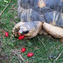 Strahlenschildkröte, Astrochelys radiata, – © Hans-Jürgen Bidmon