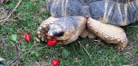 Strahlenschildkröte, Astrochelys radiata, ein adultes Tier frisst Hagebutten – © Hans-Jürgen Bidmon Strahlenschildkröte, Astrochelys radiata, ein adultes Tier frisst Hagebutten – © Hans-Jürgen Bidmon
