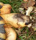 Strahlenschildkr&ouml;te, Astrochelys radiata, ein adultes Tier frisst Austernseitlinge (Pleurotus ostreatus) &ndash; &copy; Hans-J&uuml;rgen Bidmon