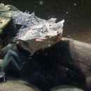 Fransenschildkröte, Chelus fimbriatus, – © Hans-Jürgen Bidmon Fransenschildkröte, Chelus fimbriatus, – © Hans-Jürgen Bidmon