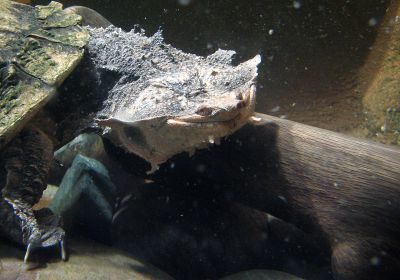 Fransenschildkröte, Chelus fimbriatus, – © Hans-Jürgen Bidmon